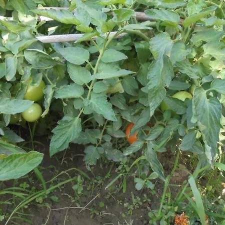 Lejlighed Periklis Anavriti.