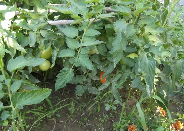 Apartamento Periklis Anavriti.