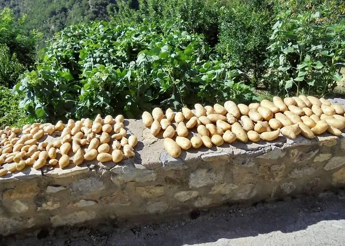 Periklis Anavriti. Sparta